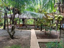 Agrowisata Perkebunan Kelapa & Kopra